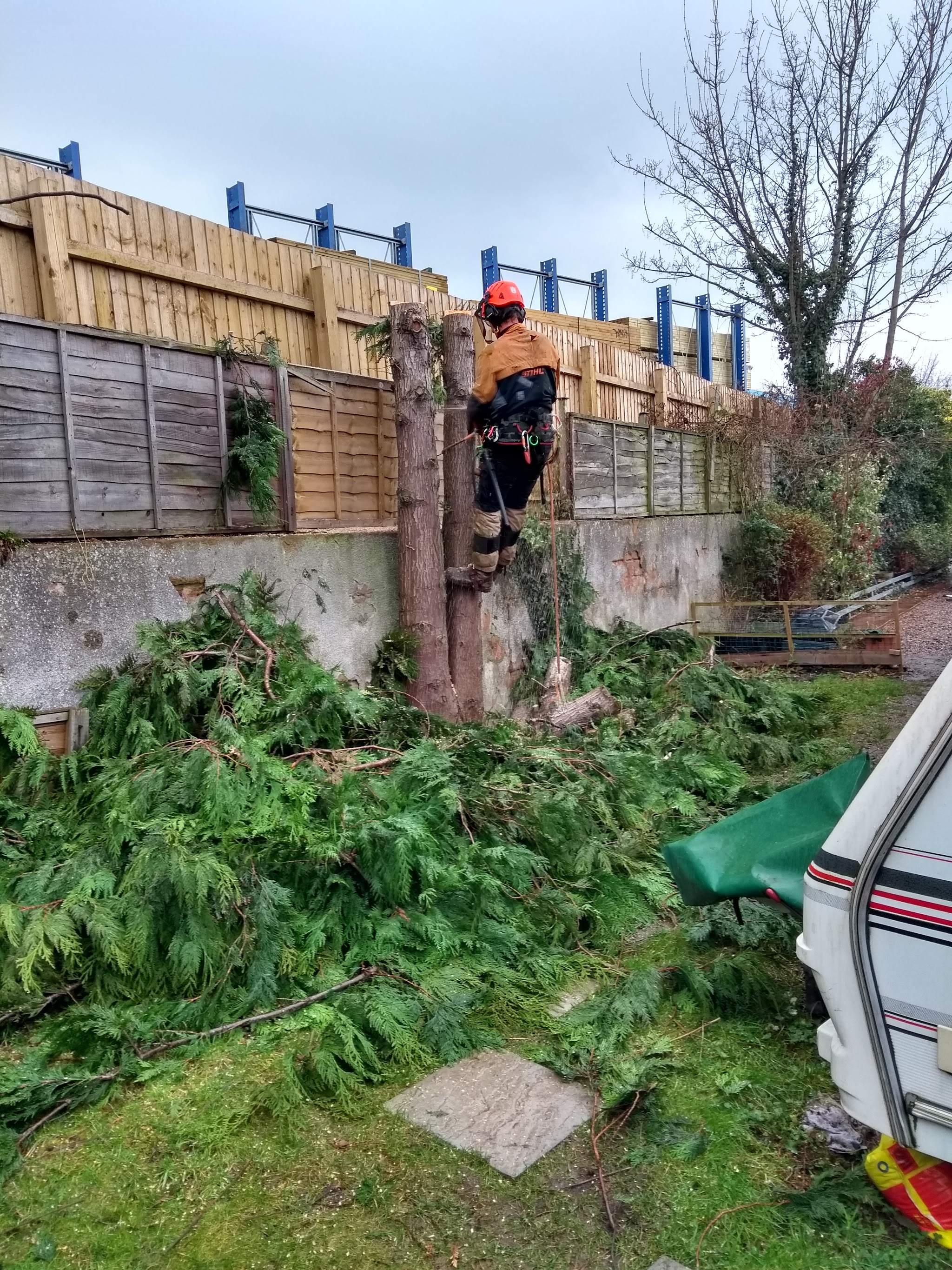 A climber working down a stem by a garden fence, conifer brash on the lawn