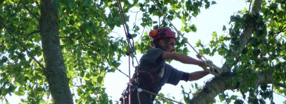 Working out on a limb in the canopy