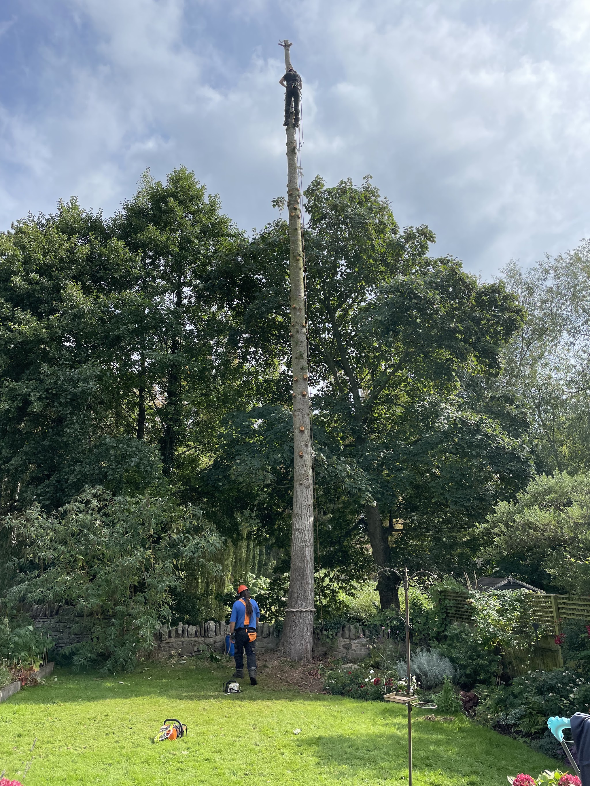 A tall stem being taken down in sections in a garden, with the groundworker below