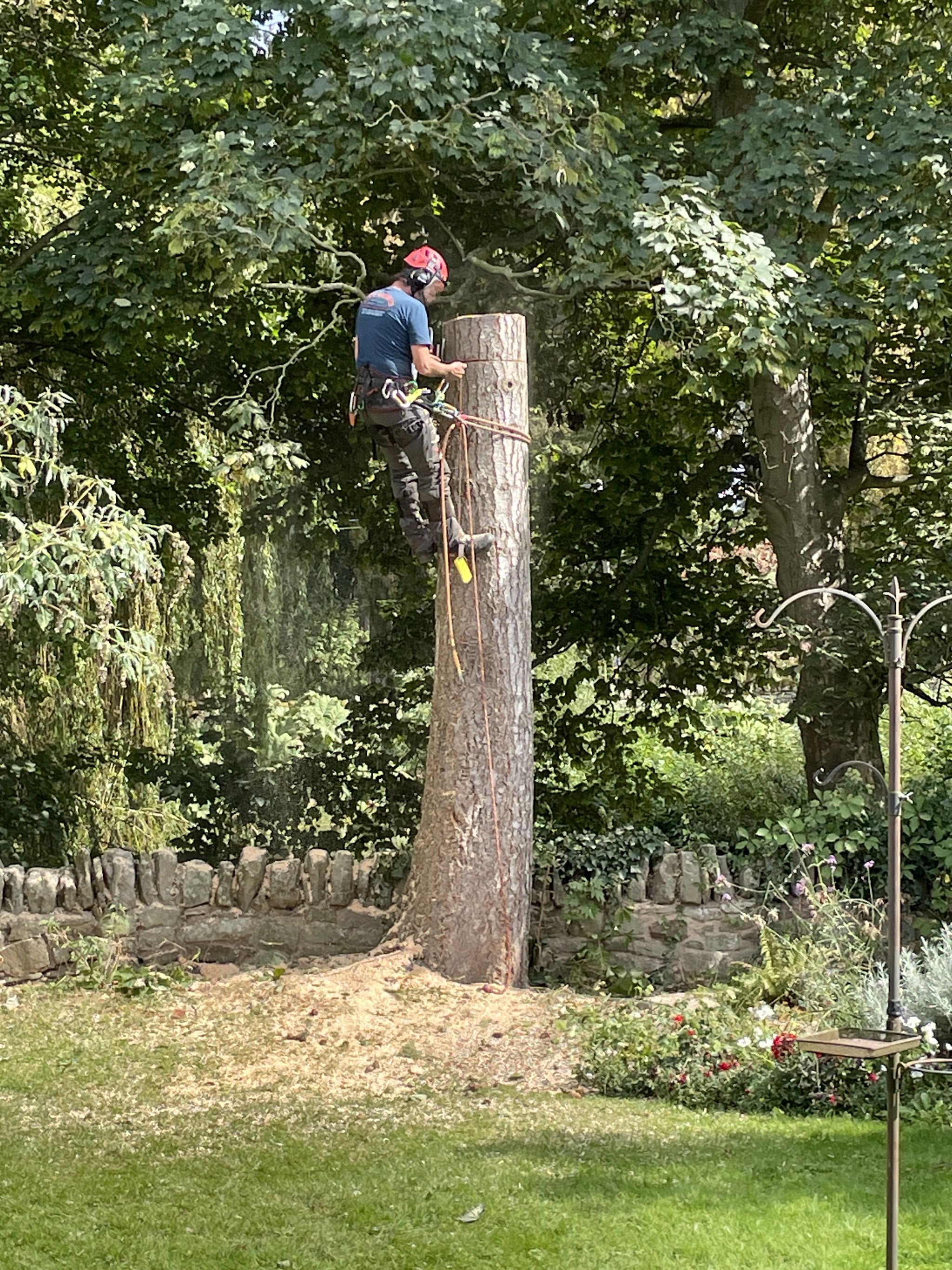 Climbing a large trunk to take it down in sections, beside a stone wall
