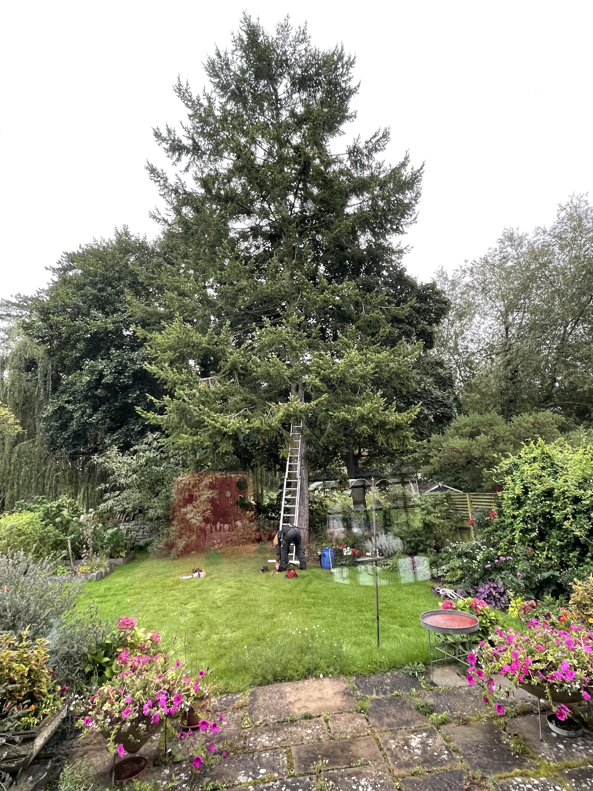 A large conifer with a ladder against it, above a garden of flowerbeds