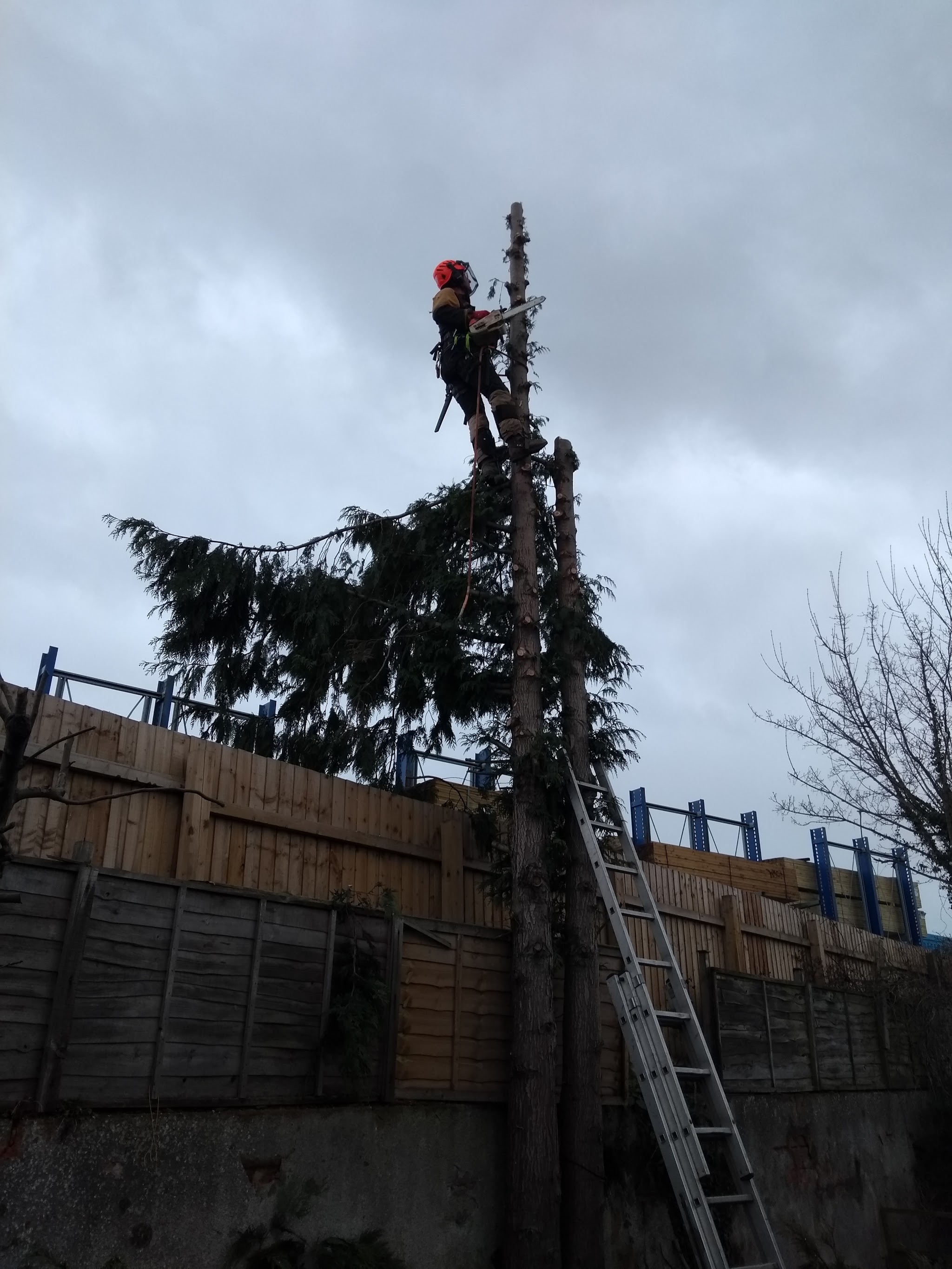 A climber at the top of a stem being reduced beside a fence