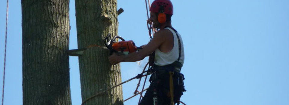 A climber with a chainsaw, roped in on a tall trunk