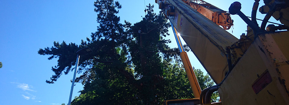 A crane lifting out a section of conifer during sectional felling