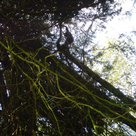 Removing a wind blown yew tree