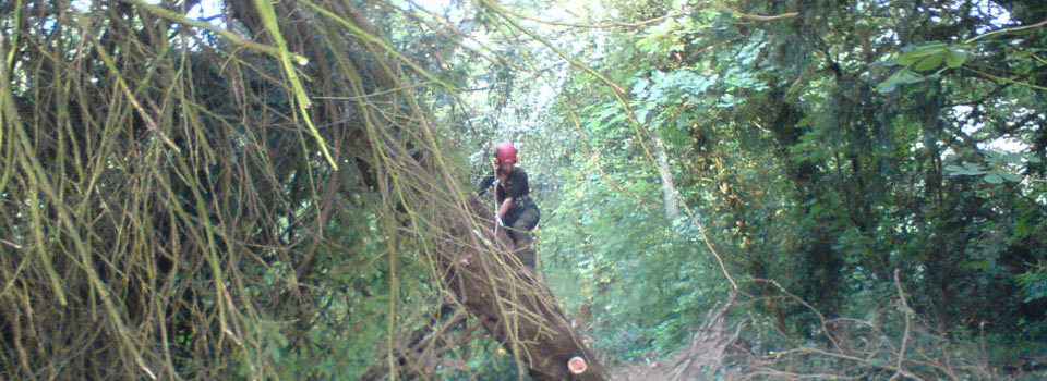 Working high in the canopy of a woodland
